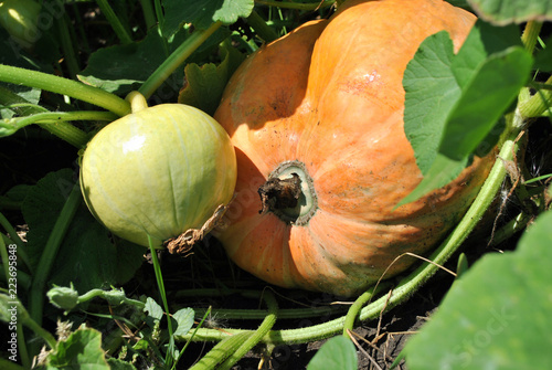 Pumpkin plant growing in black earth, leaves, flower bud and yellow small and orange large pumpkin, top view