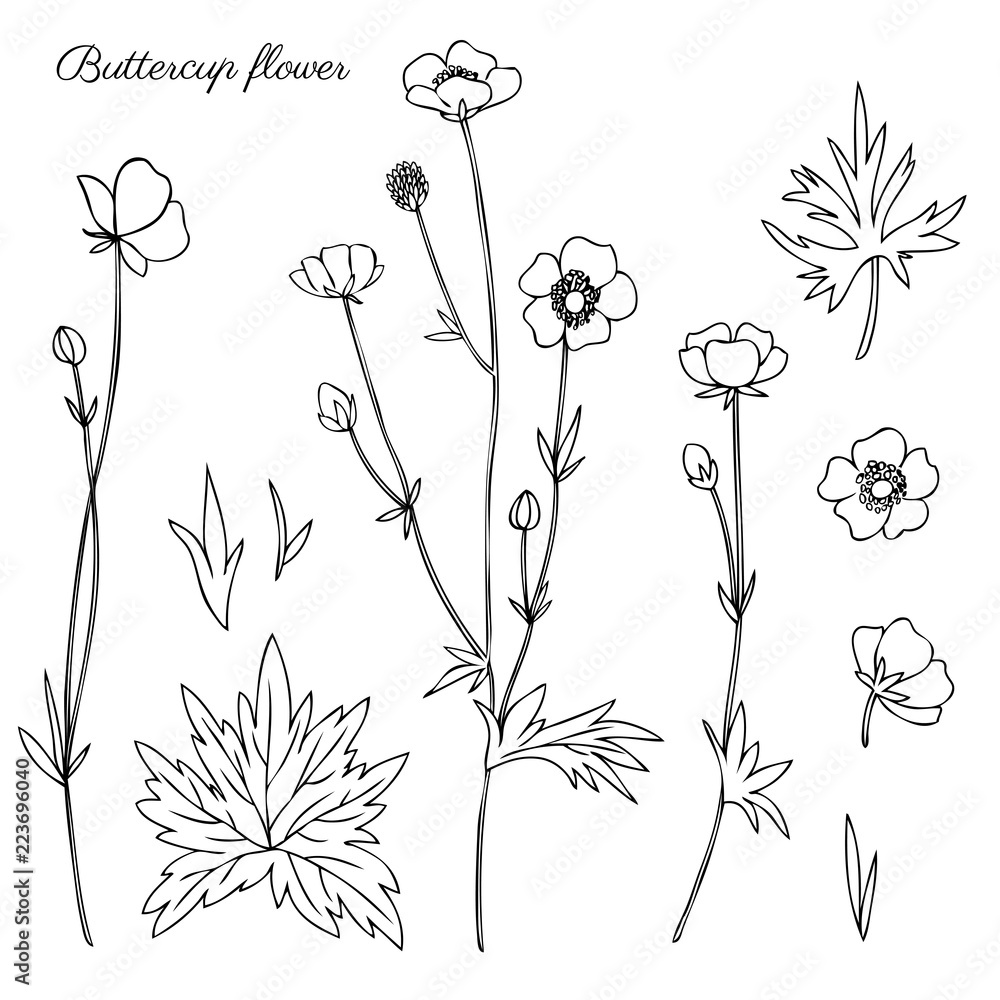 Hand drawn buttercup floral greeting card Vector Image