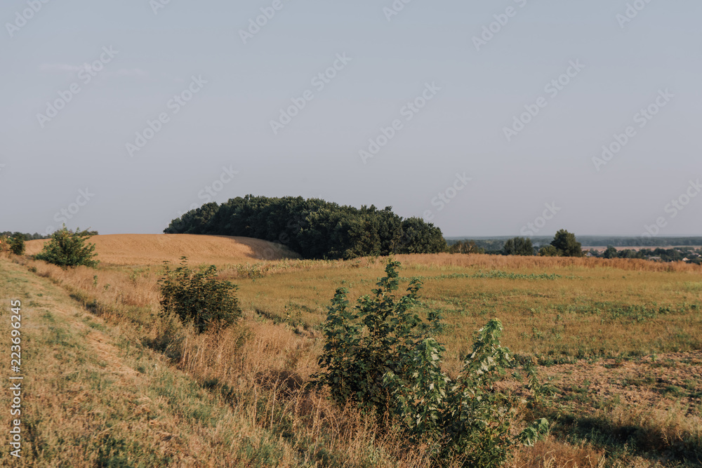 scenic view with rural field and trees during daytime
