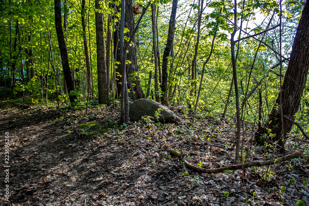 A large rock sitting in some leaves in a forest in spring.