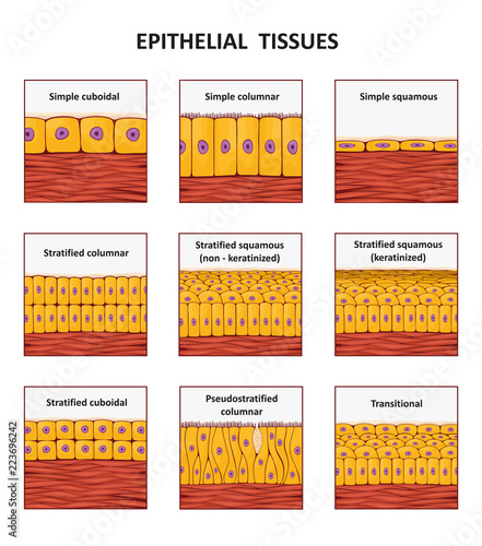 Different types of epithelial tissue collection. photo