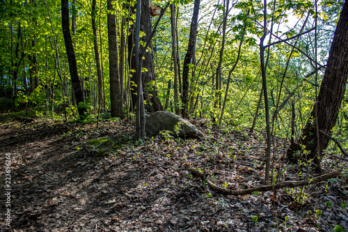 Obraz na płótnie A large rock sitting in some leaves in a forest in spring. w salonie