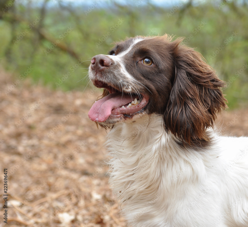 Head shot of attentive sproker spaniel standing  looking up.