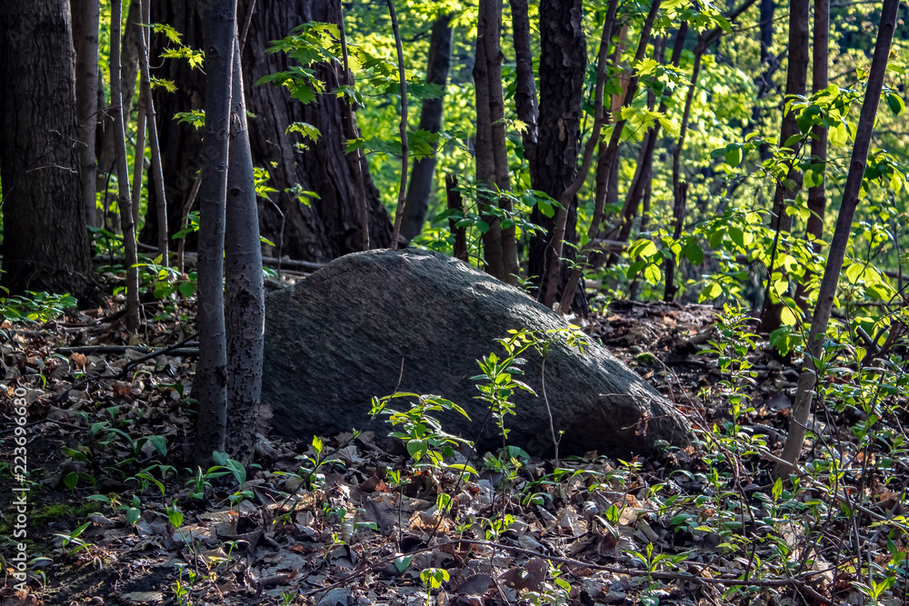 A large rock sitting in some leaves in a forest in spring.