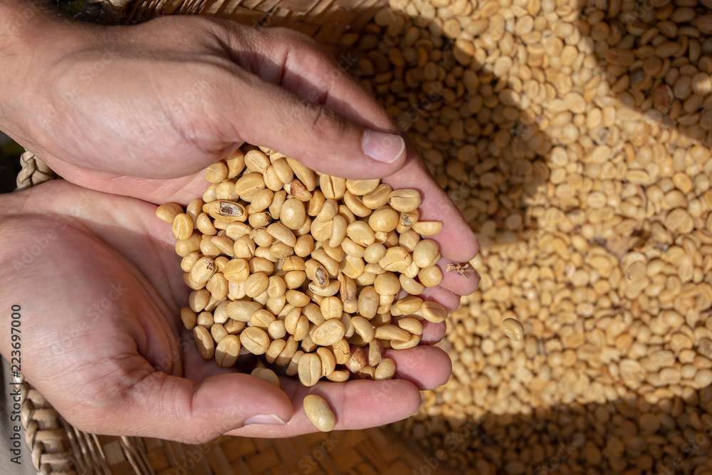 Woman holds in hands roasted coffee beans Woman holds in hands roasted coffee beans