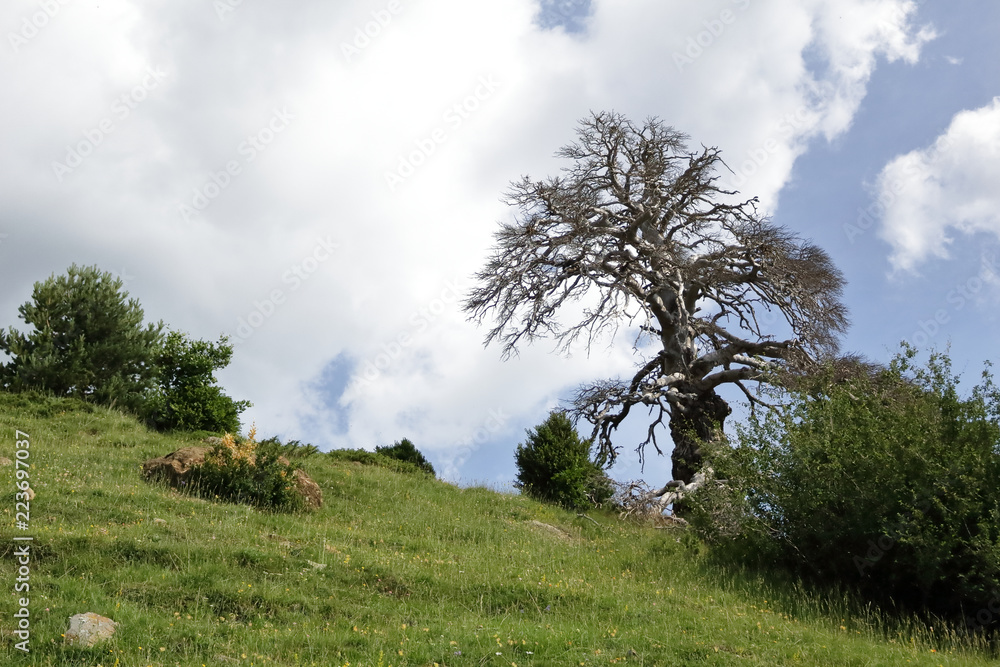 Obraz premium An old dead tree along the green path to the Piedrafita de Jaca lake in the aragonese Pyrenees mountains
