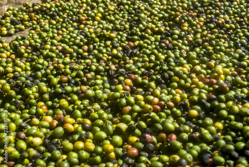 Freshly collected coffee beans. Colorful fresh fruit of a coffee tree. Harvesting and drying of coffee.