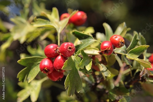red fruits of Crataegus laevigata tree close up