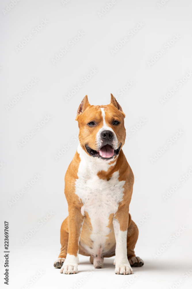 Adorable red dog sits at white background