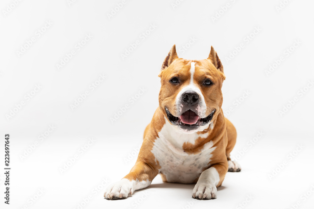 Adorable red and white dog downs at white background