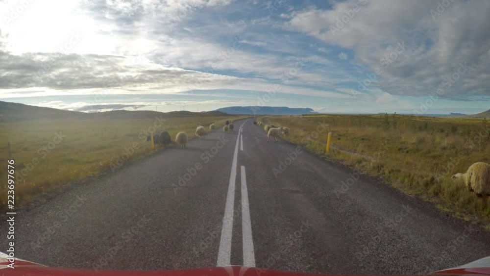 Sheep on the road blocking traffic during the Rettir roundup, Iceland.mov Sheep on the road blocking traffic during the Rettir roundup, Iceland.mov