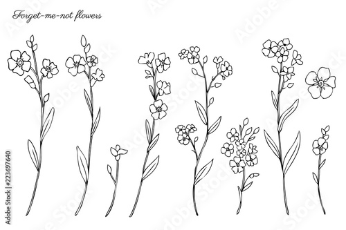 Forget-me-not flowers vector illustration isolated on white background, ink sketch, decorative herbal doodle, line art style for design medicine, wedding invitation, greeting card, floral cosmetics