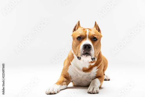 Adorable red and white dog downs at white background