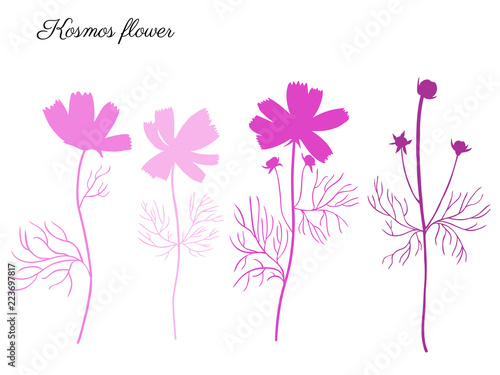 Kosmos flower, Kosmeya hand drawn colorful illustration, wild flower astra, floral design decorative silhouette for greeting card, wedding invitation, element pattern, cosmetic packaging, beauty salon