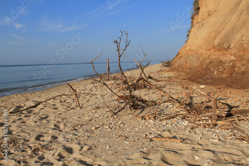 Sea coast sandy beach strewn with seashells and clay high bank of the cliff. The roots of plants strengthen the soil. Branches  wood and rubbish thrown on the sea shore