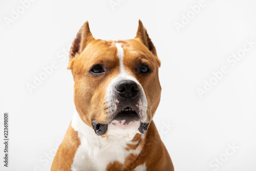 Adorable red dog sits at white background © svetlanistaya