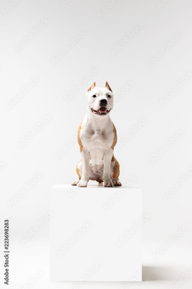 Obraz premium Adorable red dog sits at white background