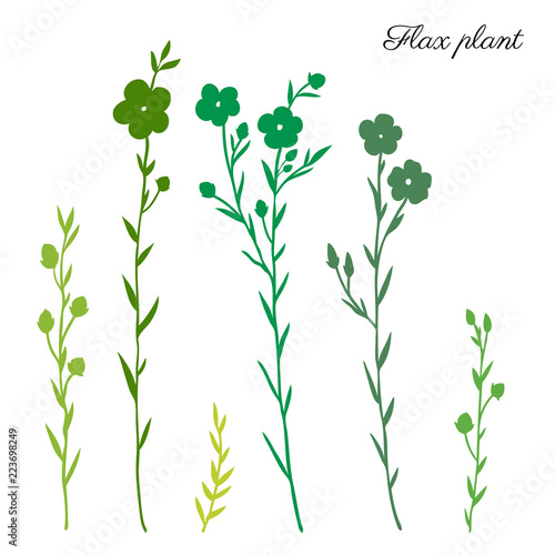 Flax plant, wild field flower green silhouette isolated on white, botanical hand drawn sketch vector illustration, for design package organic cosmetic, natural medicine, greeting card, vegan food