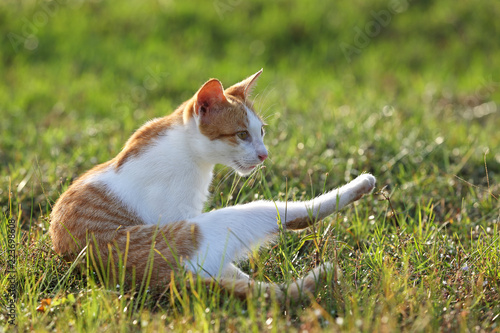 Red cat playing on the grass in warm evening