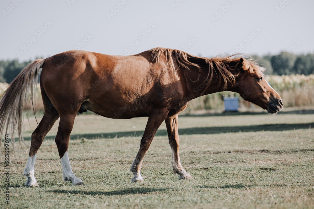 Obraz premium beautiful brown horse grazing on meadow at farm