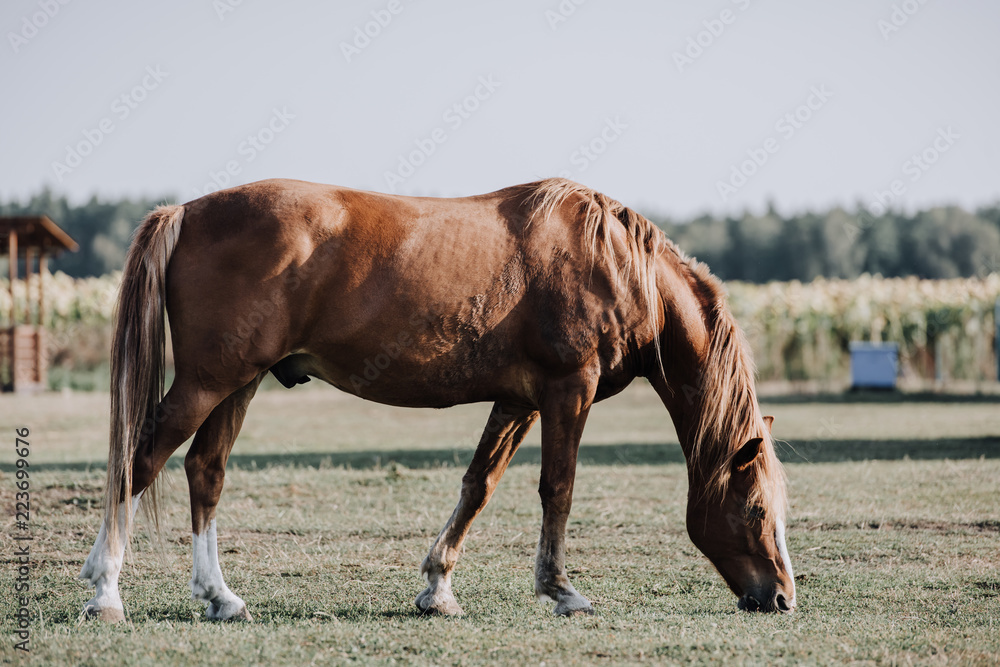 Obraz premium selective focus of beautiful brown horse grazing on meadow at farm