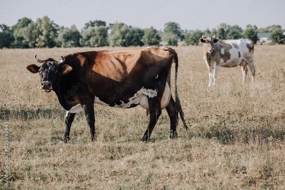 rural scene with domestic cows grazing on meadow in countryside rural scene with domestic cows grazing on meadow in countryside