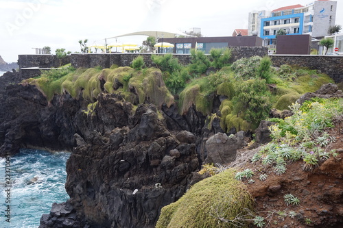 Végéttion recouvrant les rochers