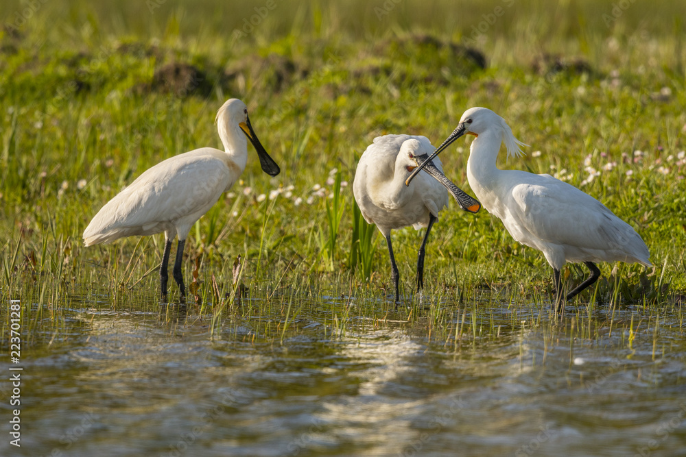 Fototapeta premium Spatule blanche (Platalea leucorodia - Eurasian Spoonbill) - Grooming