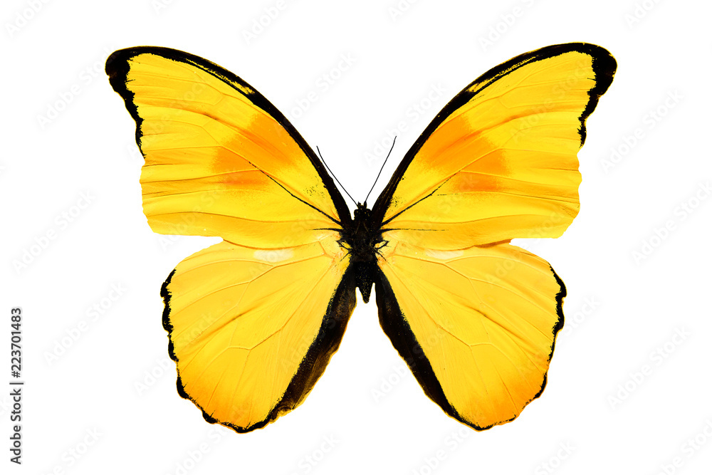 Naklejka premium żółty motyl na białym tle