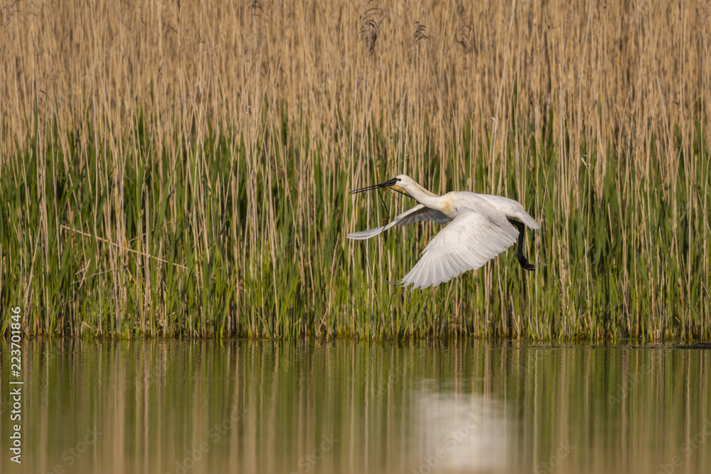 Fototapeta premium Spatule blanche (Platalea leucorodia - Eurasian Spoonbill)