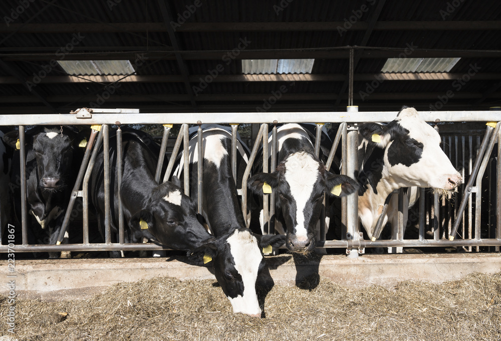 black and white spotted holstein cows feed in half open barn on dutch ...