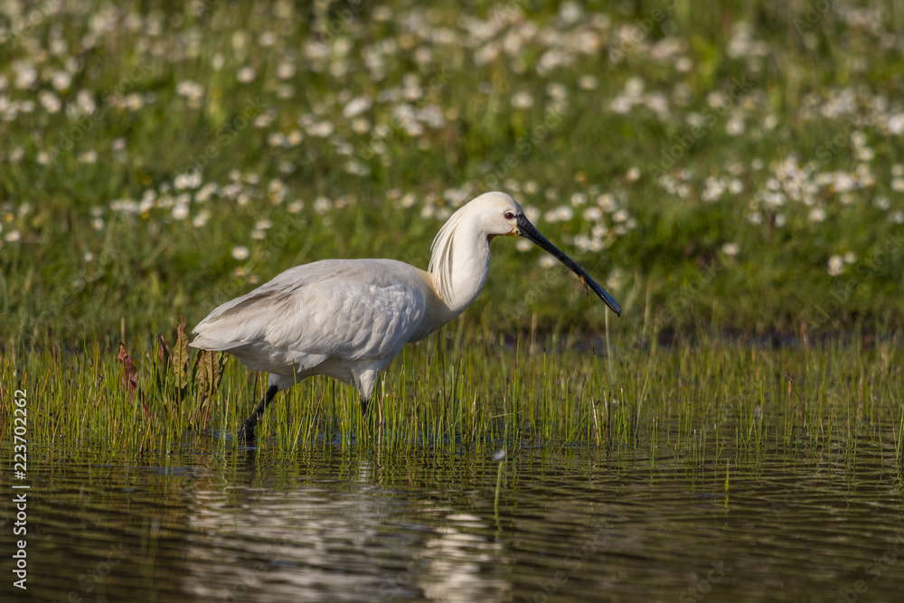 Spatule blanche (Platalea leucorodia - Eurasian Spoonbill) Spatule blanche (Platalea leucorodia - Eurasian Spoonbill)
