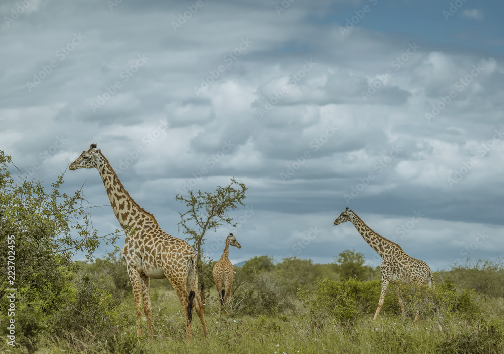3 Giraffes in the Tsavo - Panoramic Image Colour
