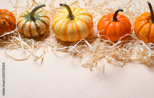 Different Colorful Pumpkins  Autumn Thanksgiving and Halloween Background