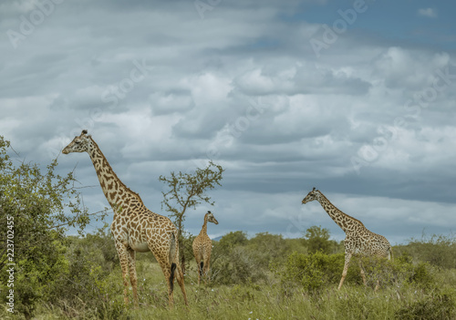 3 Giraffes in the Tsavo - Panoramic Image Colour