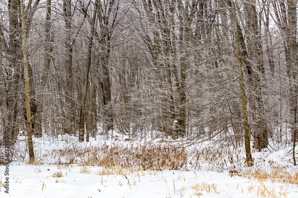 Frozen wilderness in Northern