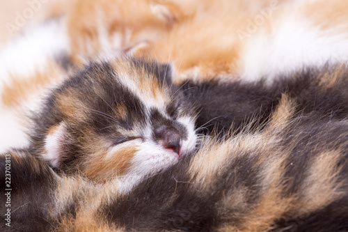 Newborn cute kittens