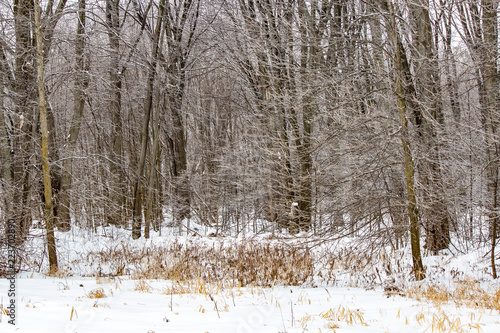 Obraz na płótnie Frozen wilderness in Northern w salonie