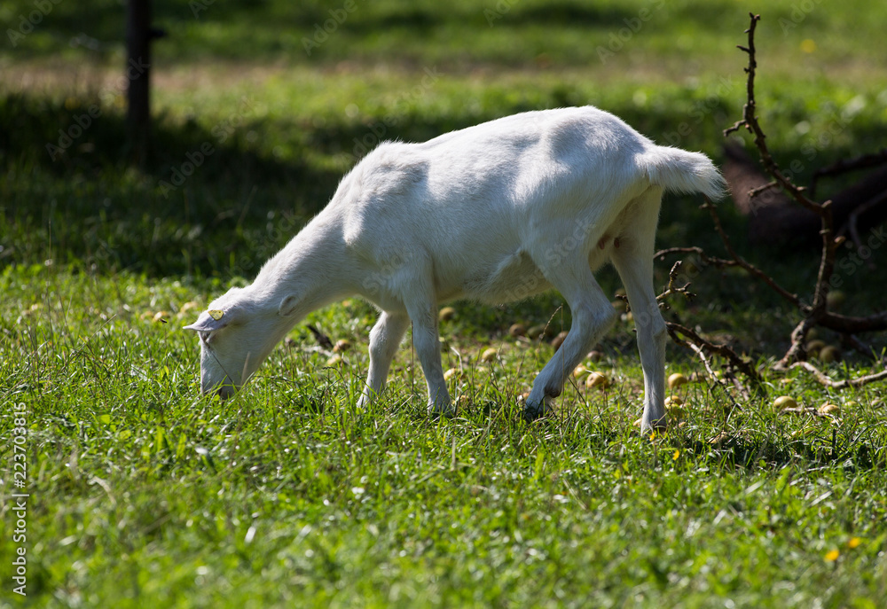 Fototapeta premium Ziege auf der Weide