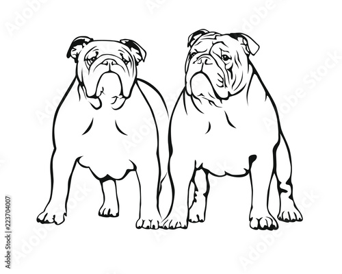 English Bulldog