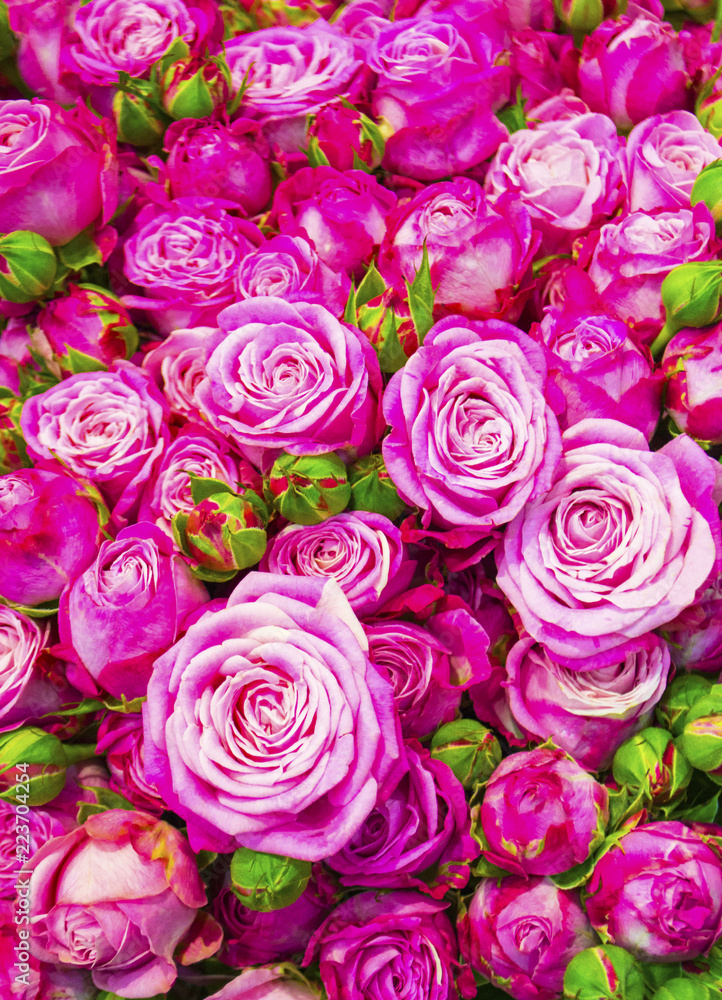 Natural red roses background Natural red roses background