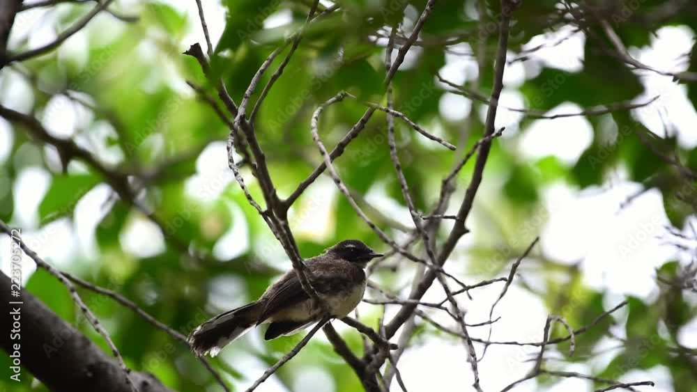 Bird (Malaysian Pied Fantail, Rhipidura javanica) black and white color perched and feeding to baby bird on a tree in a nature wild Bird (Malaysian Pied Fantail, Rhipidura javanica) black and white color perched and feeding to baby bird on a tree in a nature wild