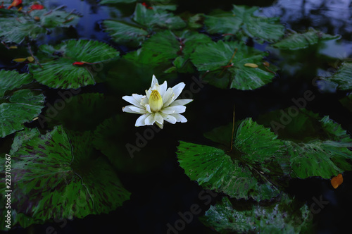 white water lily in a pond