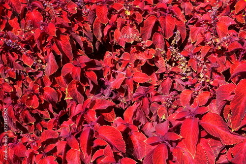 Red Coleus, Purple Coleus Garden Design