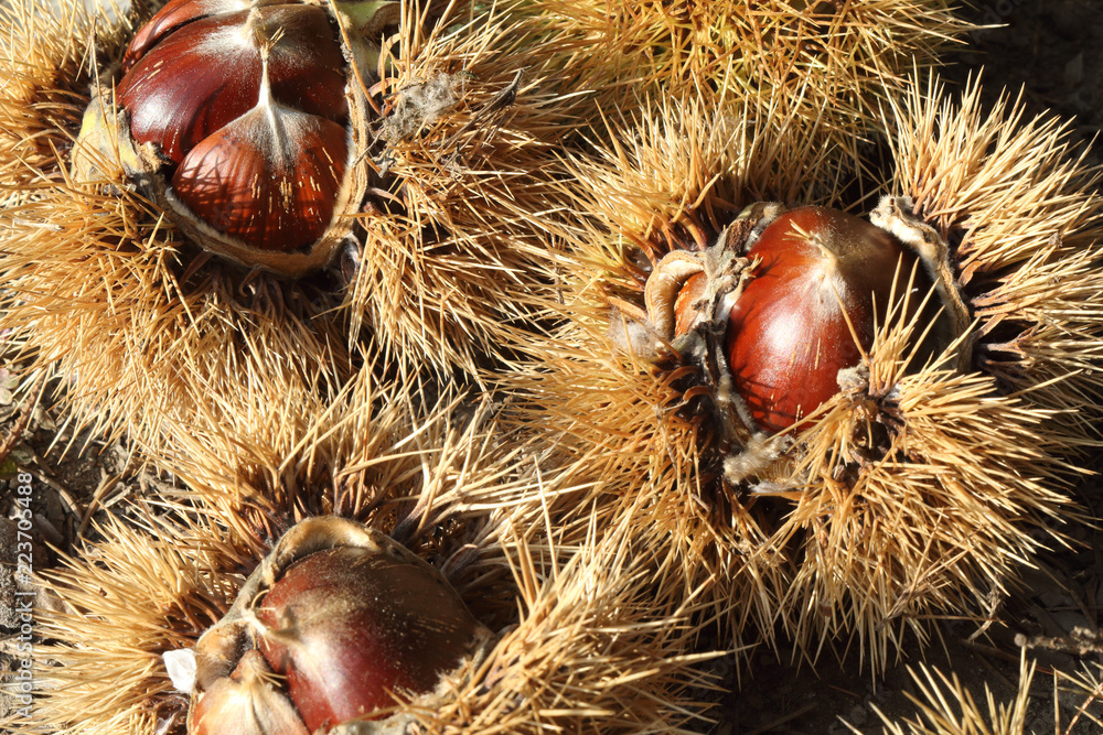 A close view of some Spanish chestnuts (Castanea sativa) from the top (tuft or flame can be seen), side to side, still in their burr, at the sunlight A close view of some Spanish chestnuts (Castanea sativa) from the top (tuft or flame can be seen), side to side, still in their burr, at the sunlight