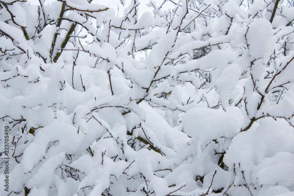 snow covered trees,fruit trees are covered with snow in the garden snow covered trees,fruit trees are covered with snow in the garden