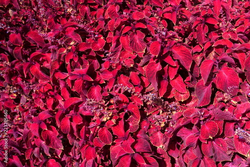 Red Coleus, Purple Coleus Garden Design