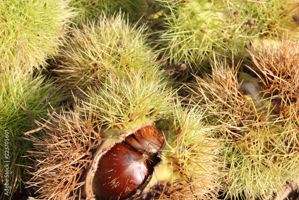 A close view of two Spanish chestnuts (Castanea sativa) from the top (tuft or flame can be seen), side to side, still in their green and brown burr, at the sunlight A close view of two Spanish chestnuts (Castanea sativa) from the top (tuft or flame can be seen), side to side, still in their green and brown burr, at the sunlight