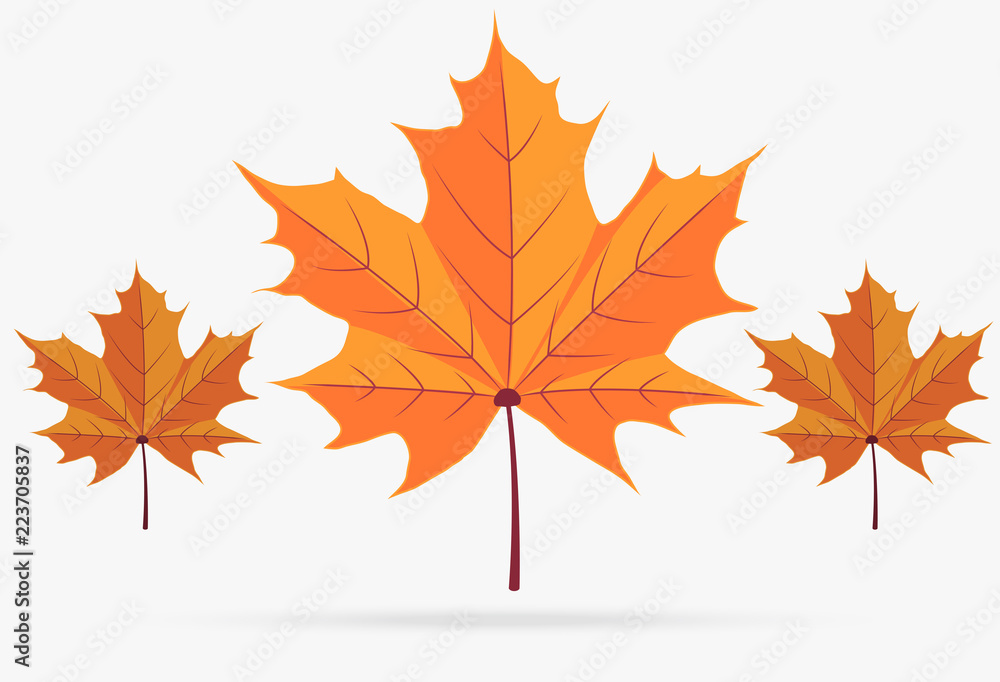 autumn orange maple leaf fall isolated on white background autumn orange maple leaf fall isolated on white background