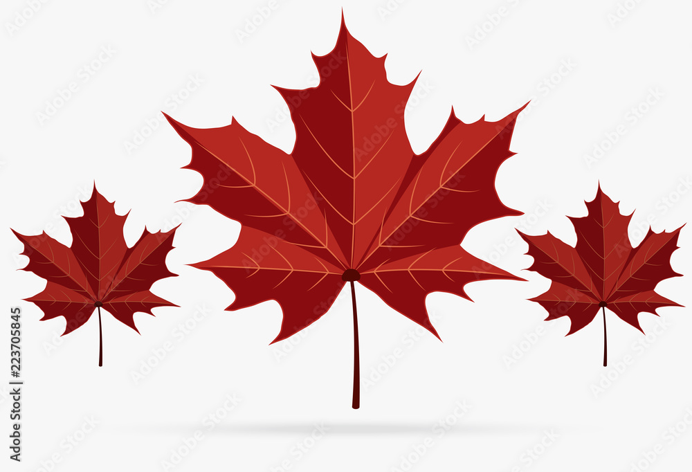 autumn brown maple leaf fall isolated on white background autumn brown maple leaf fall isolated on white background